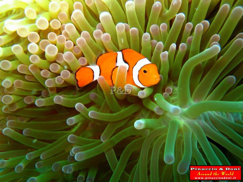 Papua Immersioni (Kavieng-New Hannover) - 13.jpg